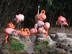 101PARC AUX OISEAUX DANS L AIN 2016 1_000006